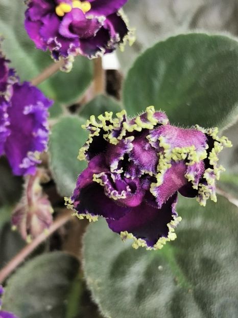 Purple Passion - Purple Passion