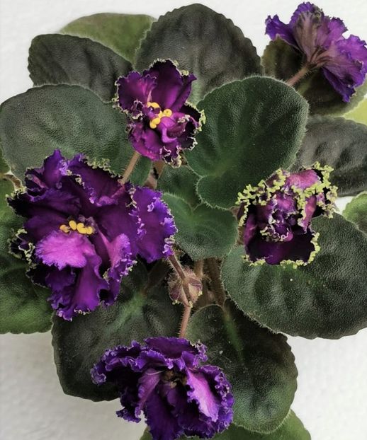 Purple Passion - Purple Passion