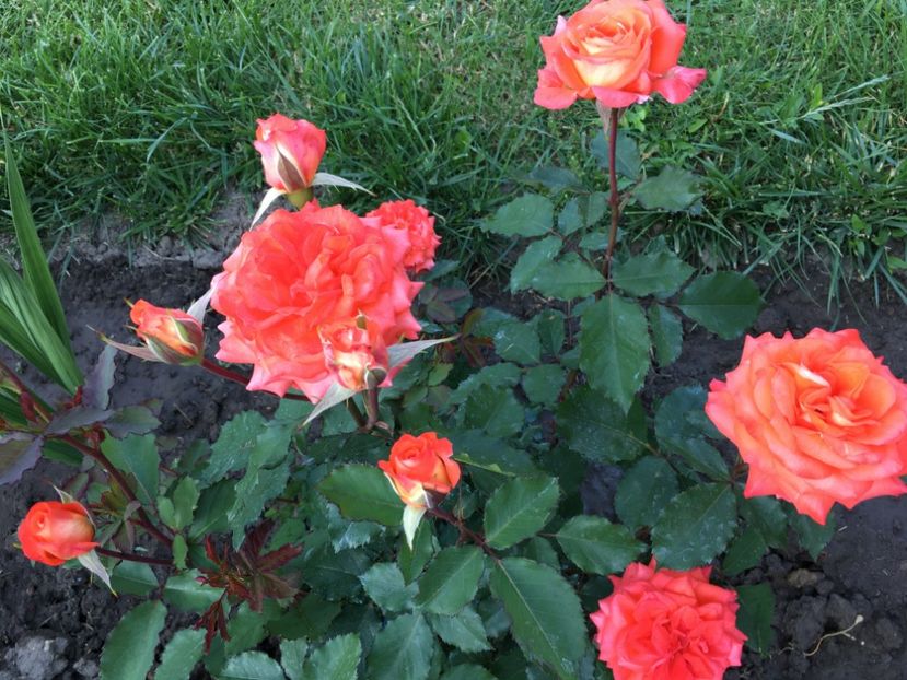  - Valerie de Montgolfier