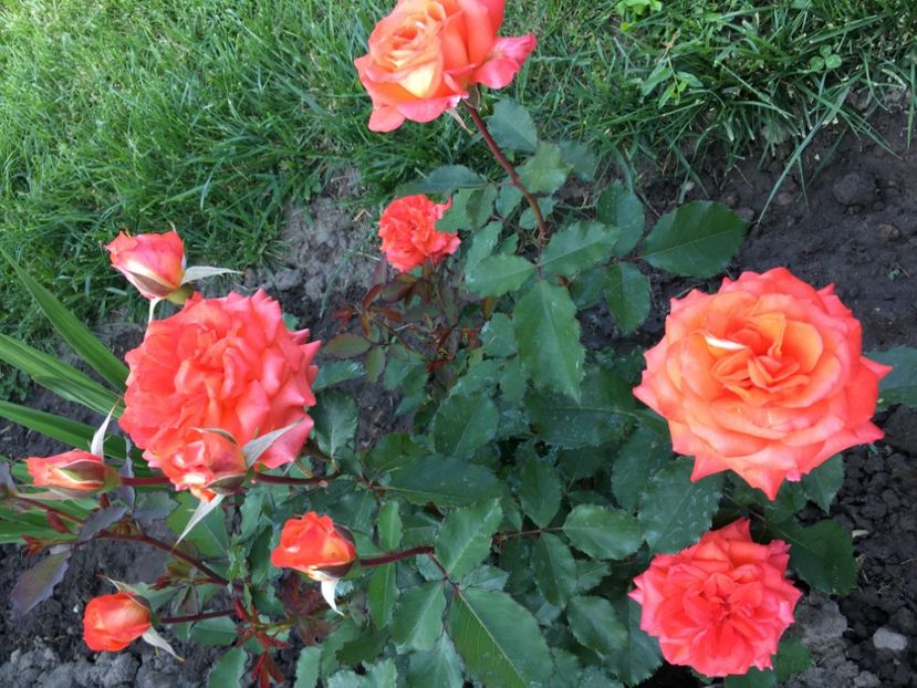  - Valerie de Montgolfier