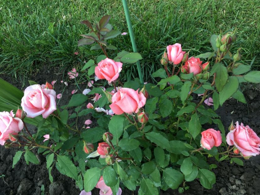 2021 - Institut Lumiere