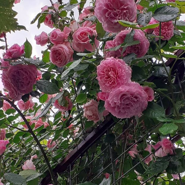  - Heillige Elisabeth 2021