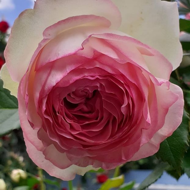 6 06 2021 - Eden Rose 2021