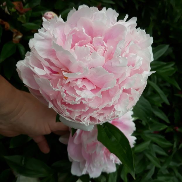 Sarah Bernhardt - 9-Bujori