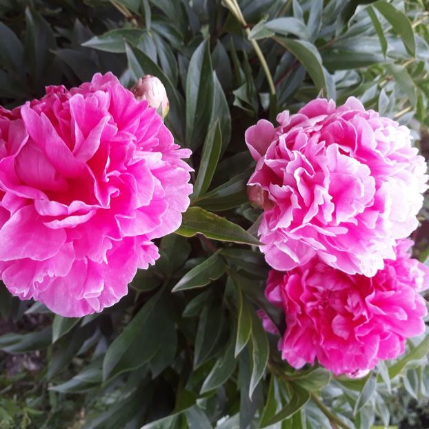 Monsieur Jules Elie - 9-Bujori