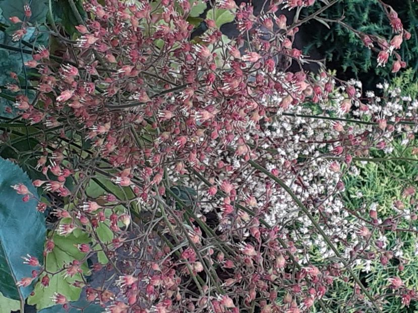  - Heuchera