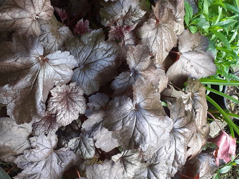  - Heuchera