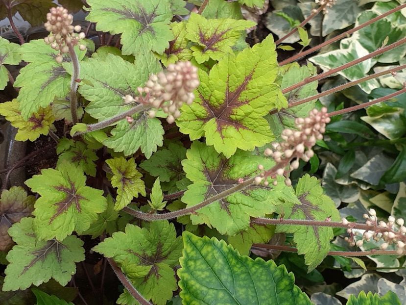  - Heuchera