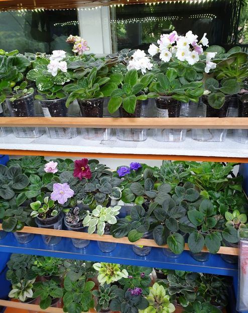 IMG-20210606-WA0004 - 1 1 Violete Africane de Colecție