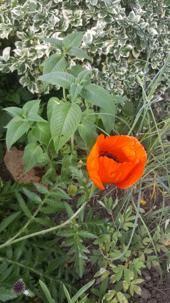 papaver orientale - Gradina si terasa PrimaLuce_8-Hello 2021