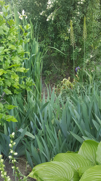 eremurus robustus - Gradina si terasa PrimaLuce_8-Hello 2021