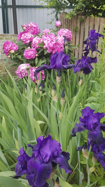 paeonia pink-iris germanica "night owl" - Gradina si terasa PrimaLuce_8-Hello 2021