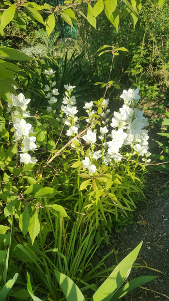 Campanula latiloba 'Alba' - Gradina si terasa PrimaLuce_8-Hello 2021