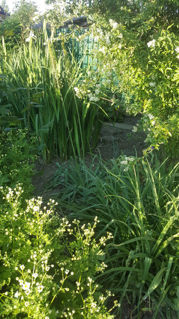 eremurus robustus - Gradina si terasa PrimaLuce_8-Hello 2021
