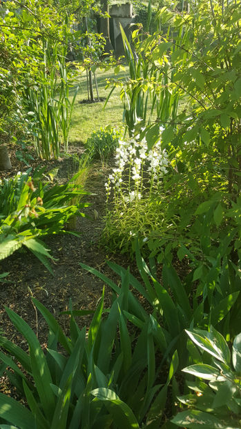 Campanula latiloba 'Alba' - Gradina si terasa PrimaLuce_8-Hello 2021