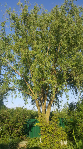salix tortuosa(salca creata) - Gradina si terasa PrimaLuce_8-Hello 2021