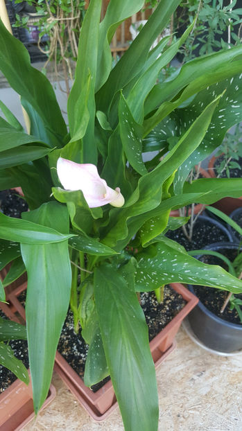 zantedeschia mix - Gradina si terasa PrimaLuce_8-Hello 2021