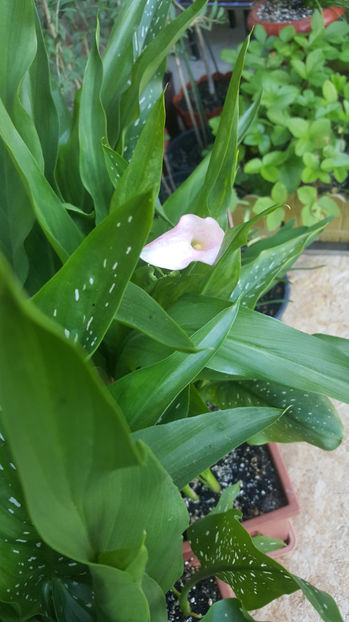 zantedeschia mix - Gradina si terasa PrimaLuce_8-Hello 2021