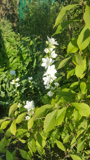 Campanula latiloba Alba - Gradina si terasa PrimaLuce_8-Hello 2021