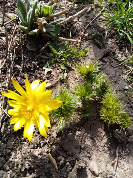  - -RUSCUTA DE PRIMAVARA - ADONIS VERNALIS