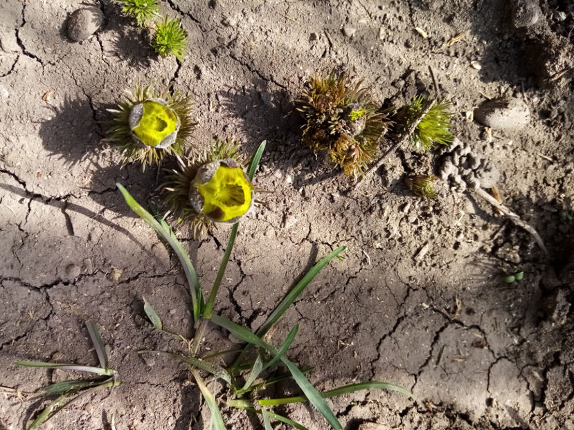  - -RUSCUTA DE PRIMAVARA - ADONIS VERNALIS