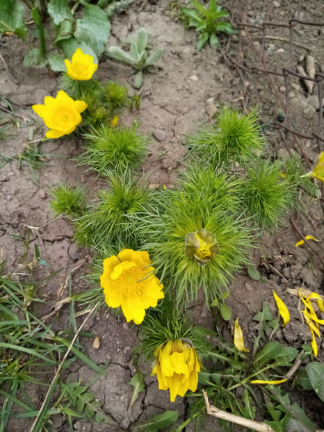  - -RUSCUTA DE PRIMAVARA - ADONIS VERNALIS