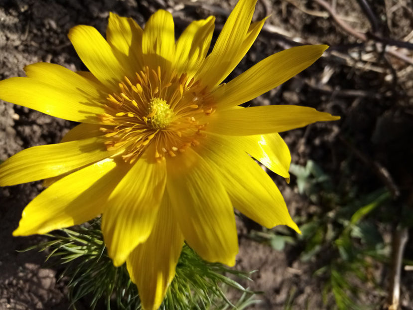  - -RUSCUTA DE PRIMAVARA - ADONIS VERNALIS