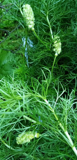  - -RUSCUTA DE PRIMAVARA - ADONIS VERNALIS