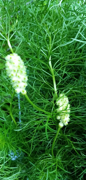  - -RUSCUTA DE PRIMAVARA - ADONIS VERNALIS