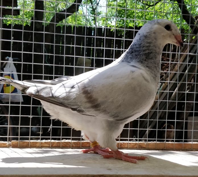 3 - Pui voiajor standard 2021