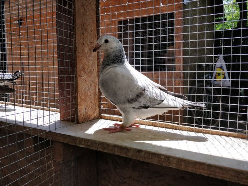 5 - Pui voiajor standard 2021