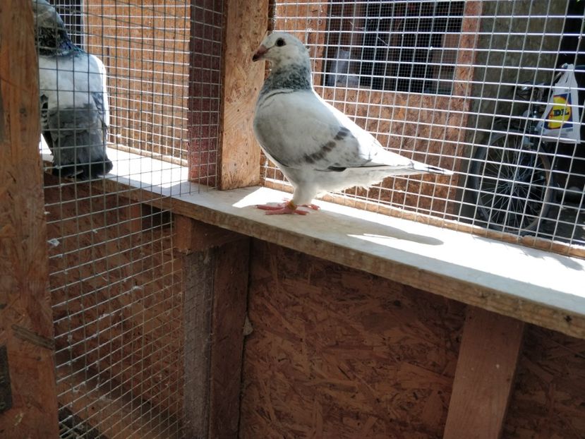 6 - Pui voiajor standard 2021