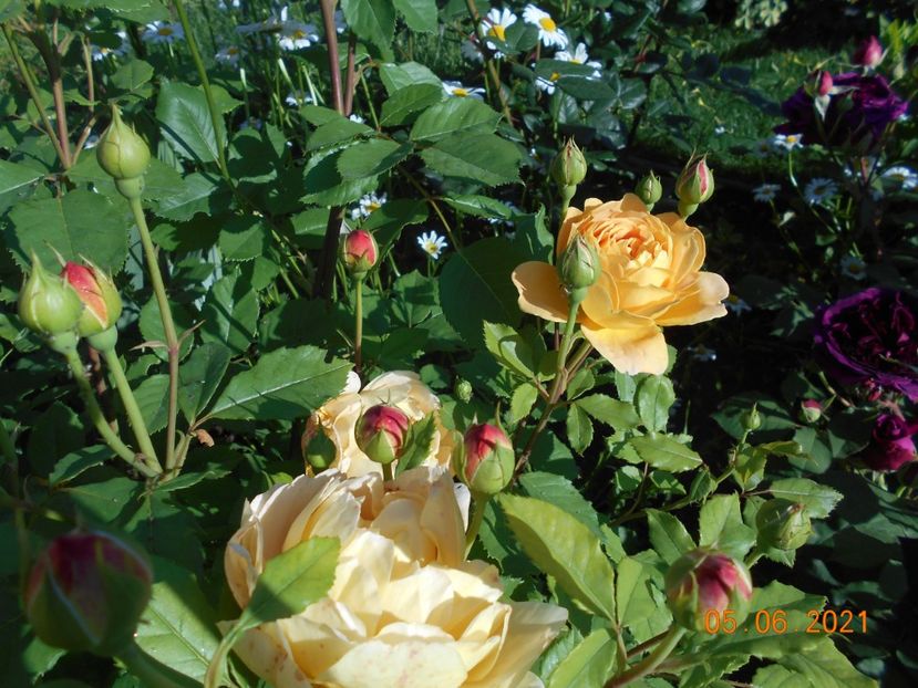  - Golden Celebration