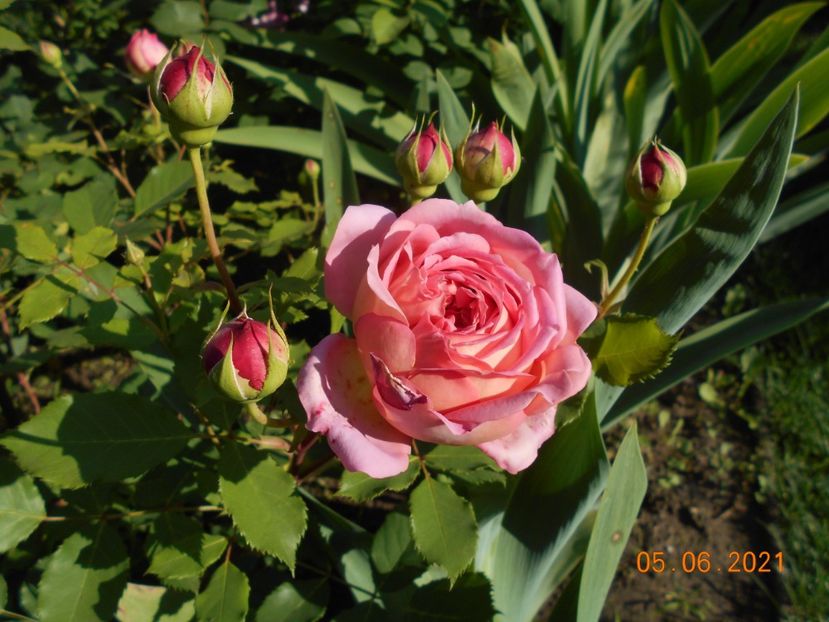 2021 - Jubilee Celebration