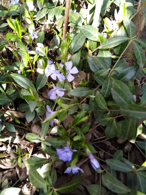  - -SASCHIU - VINCA MINOR