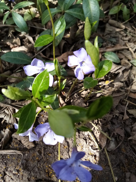  - -SASCHIU - VINCA MINOR