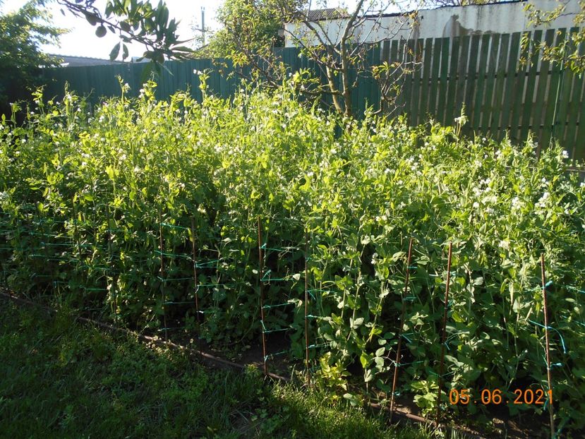  - 02 Gradina de legume 2021