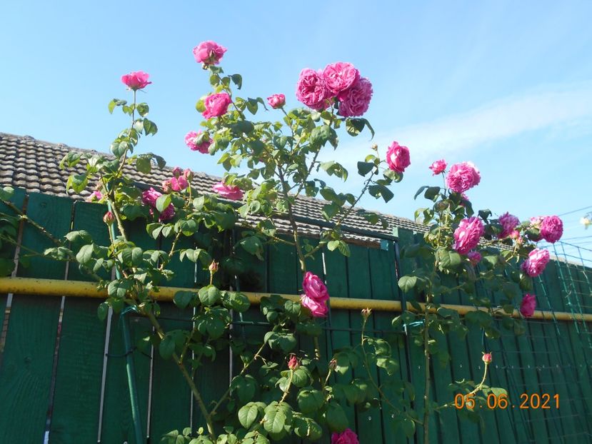  - Madame Isaac Pereire