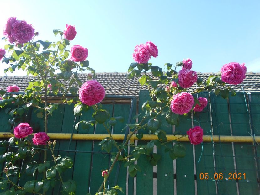  - Madame Isaac Pereire