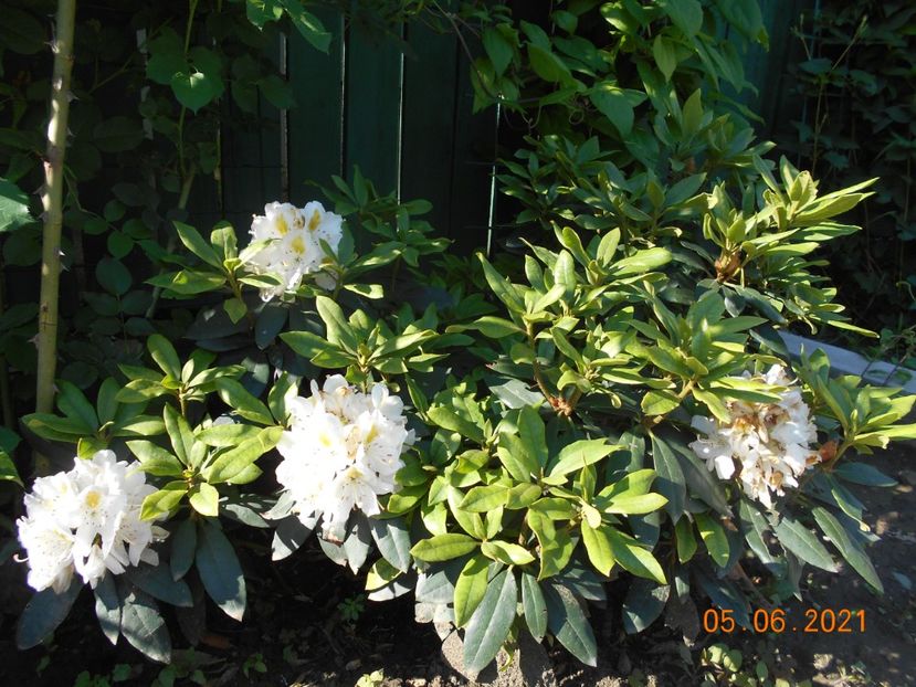  - 02 Azalee-rhododendroni-heleborusi-hortensii-hoste 2021