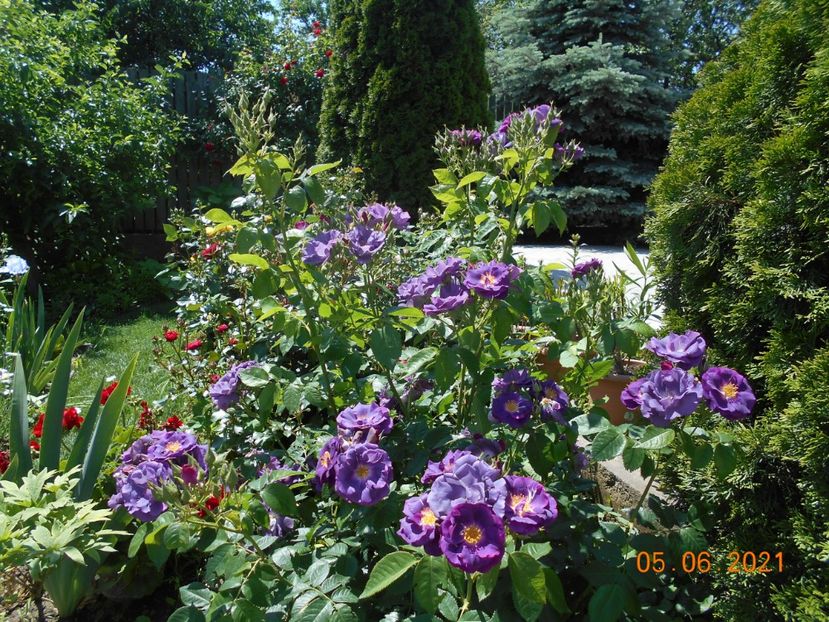  - 02 Trandafiri 2021