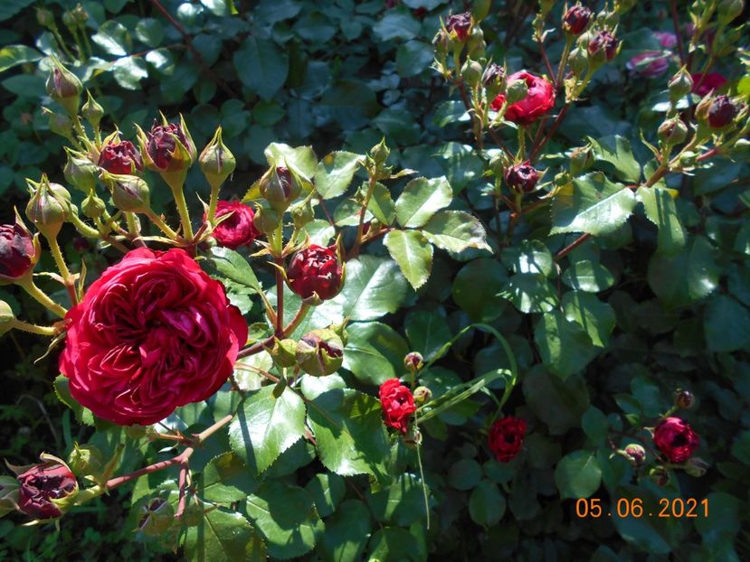  - Red Leonardo Da Vinci