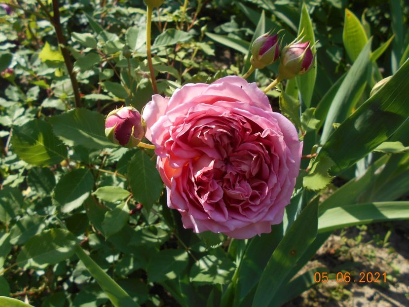  - Jubilee Celebration