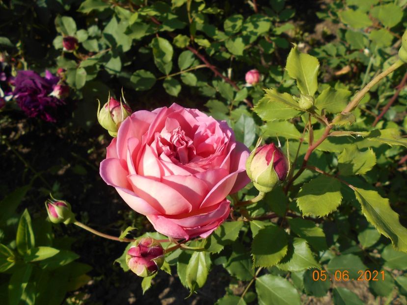  - Jubilee Celebration