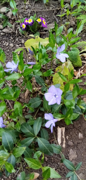  - -SASCHIU - VINCA MINOR