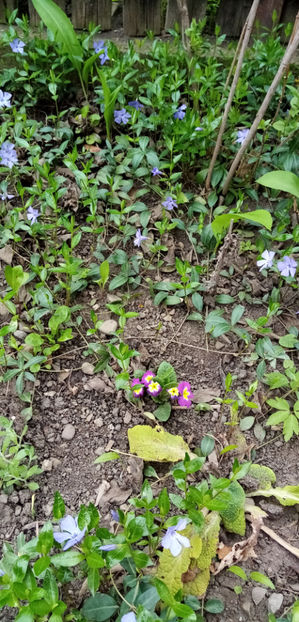  - -SASCHIU - VINCA MINOR