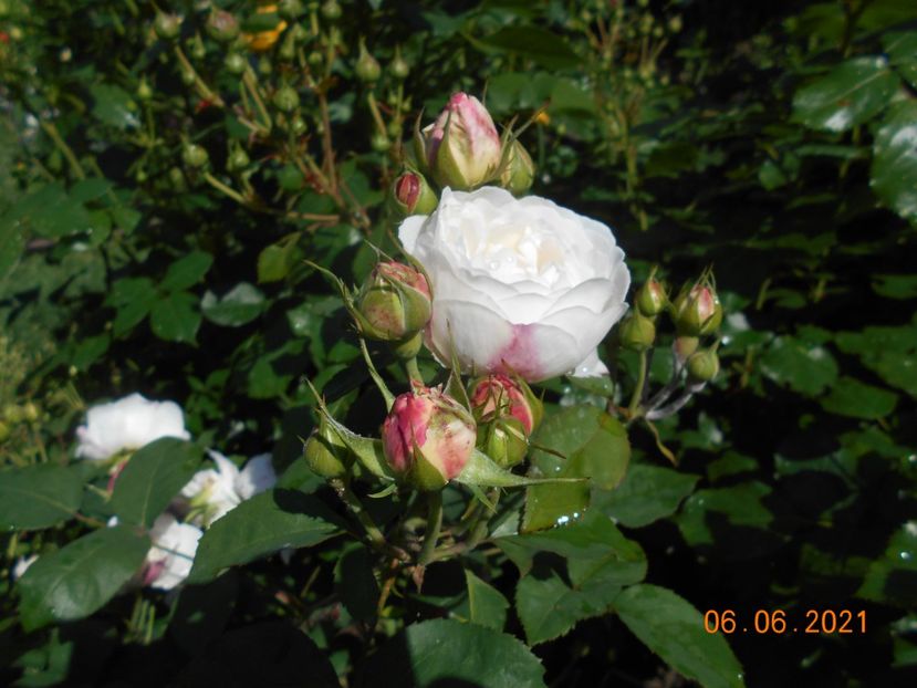  - 02 Trandafiri 2021