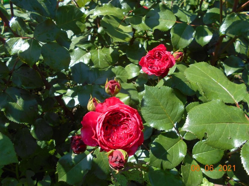  - Red Leonardo Da Vinci