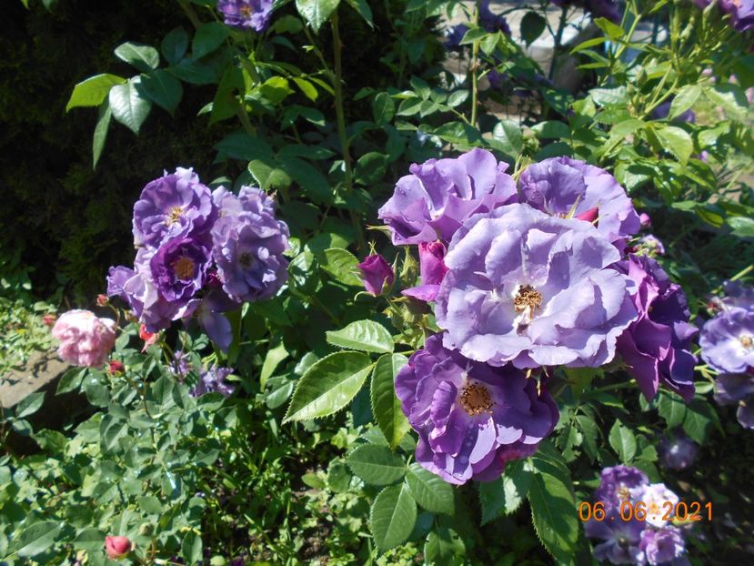  - Rhapsody in blue