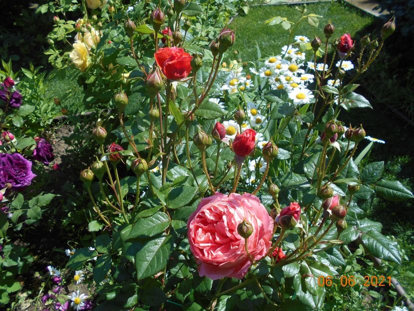  - 02 Trandafiri 2021